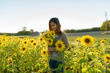 Young Beautiful Asian Woman Smelling Flowers In The Sunflower Garden Farm