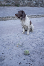 English Springer Spaniel Sitting By Ball On Sandy Beach