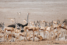 Lone Ostrich Stands Out From A Herd Of Springbok In Etosha National Park, Namibia.