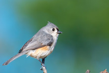 Tufted Titmouse Perched