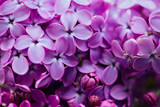 Fototapeta Kwiaty - Spring flowering lilac. Macro shot of lilac flowers.