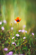 Springtime Flowers & Blossoms - Field Poppy