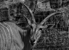 Portrait Of Bongos Against Fence In Zoo