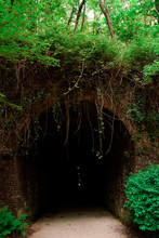 Cueva Del Bosque