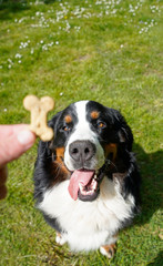 Training young Bernese Mountain Dog using treats 