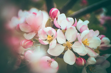 Pink apple tree flower blossom close up