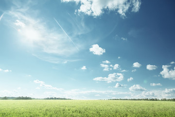 Canvas Print - field of spring grass and perfect sky