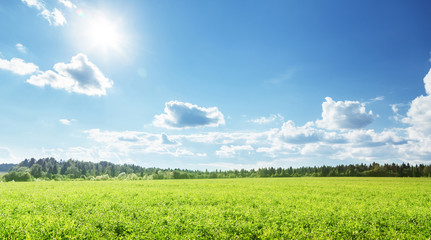 Canvas Print - field of spring grass and perfect sky