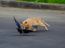 Red Cat On The Pavement Hunts A Pigeon