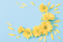 Yellow Chrysanthemum On Blue Paper Background