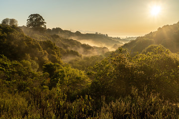 Wall Mural - Oak and bay tree line the hillside glittering in the early morning sun under clear blue sky and the valley is filled with low hanging fog, #1