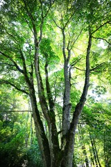 Low angle view of a tall maple tree in a green summer deciduous forest, sun rays flowing through the branches. Estonia