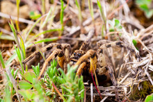 Wolf Spider (Tarantula Lycosa), Stalks Its Prey At The Entrance To Its Home.
