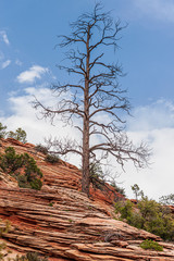 Canvas Print - Crossbedded Sandstone with a Dead Tree 