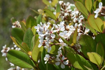 Poster - Yeddo hawthorn flowers / Rosaceae evergreen shrub