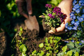 Wall Mural - Closeup of woman's hands planting purple flower into the ground in her home garden helping with a trowel. A gardener transplant the plant on a bright sunny day. Horticulture and gardening concept.