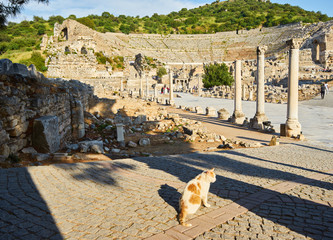 Wall Mural - Cat on Ruins of the ancient city Ephesus, the ancient Greek city in Turkey