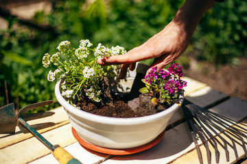 Wall Mural - Closeup of woman's hands holding and adjusting two flowers just being transplanted into a pot. Gardener with purple and whote flowers on a sunny day. Horticulture and home garden concept.