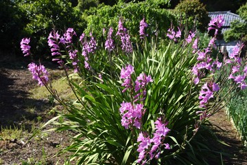 Wall Mural - Gladiolus flowers / Iridaceae bulbous plant