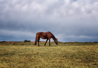 A brown horse grazes in a meadow in cloudy weather.