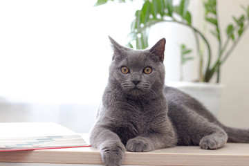 Wall Mural - The cat lies on a light table near a window with a flower. The cat by the window. An article about self-isolation.