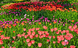 Fototapeta Tulipany - Tulip colorful flowers garden spring background, pattern or texture.