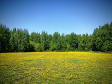 Yellow Flowers Growing On Grassy Field Against Clear Blue Sky