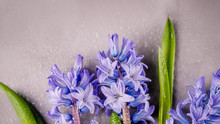 Blue Hyacinths With Water Drops On A Gray Tile, Panoramic Background. Copy Space, Top View