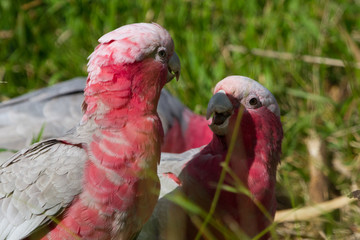 Wall Mural - Two Galahs Interacting