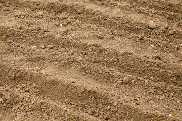  Fertile land on the beds of home garden close-up. Gardening concep