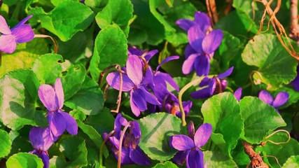 Wall Mural - close up small purple flowers fluttering on the wind fresh bright spring nature meadow violet Viola sororia