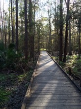 Walkway Amidst Trees In Forest Against Sky
