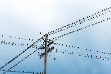 Birds On A Wire With Blue Sky