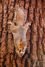 Squirrel Hanging Upside Down