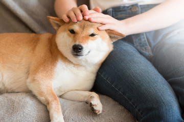 Woman petting cute red Shiba inu dog on grey sofa at home. Close-up. Happy cozy moments of life. Stay at home concept