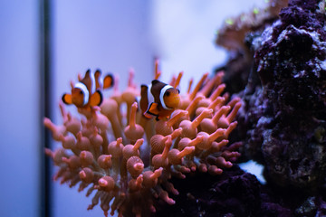 Two Nemo clown fish in aquarium with decorative rocks