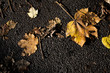 © Ognjen - Dirty yellow maple leaves on asphalt. Autumn leaf fall. Decomposing leaves on the road