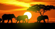 Elephants Silhouette At Sunset