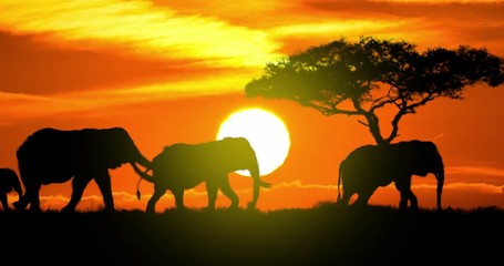 elephants silhouette at sunset