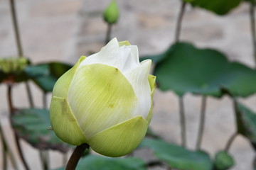 Wall Mural - White lotus bud (Sacred lotus flower) and green leaves on a blurred background The scientific name Nelumbo nucifera Gaertn, the sacred lotus flower, is popular for worshiping Buddha images.
