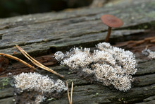 Fungi On Decaying Wood
