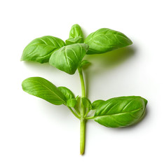 Wall Mural - fresh basil leaf