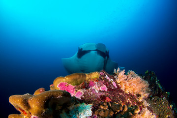 Sticker - Oceanic Manta Ray comes to cleaning station on coral reef 