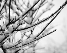 Close-up Of Frozen Ice On Twigs