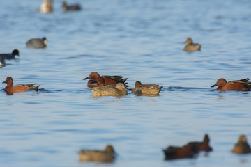 Wall Mural - Small group of cinnamon teal ducks swimming around feeding. 