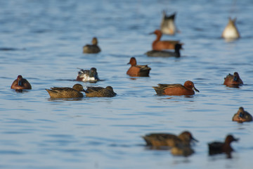 Wall Mural - Small group of cinnamon teal ducks swimming around feeding. 