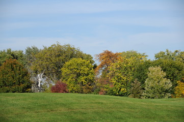 autumn tree fall park trees