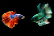 © Chinnachote - orange and blue fighting fish isolated on black background.Siamese fighting fish.