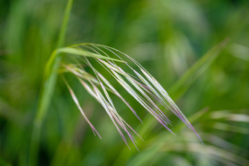 Wall Mural - Gras, Closeup, Frühling