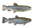 Fresh char fish isolated on white background (Salvelinus confluentus)